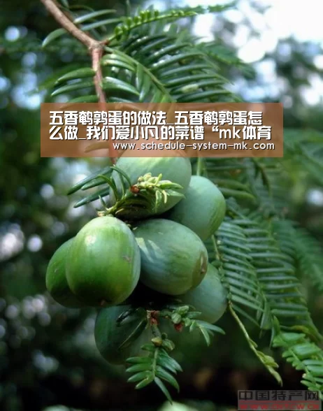 mk体育官网